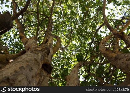 Healthy, green tropical trees