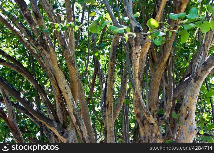Healthy, green tropical trees
