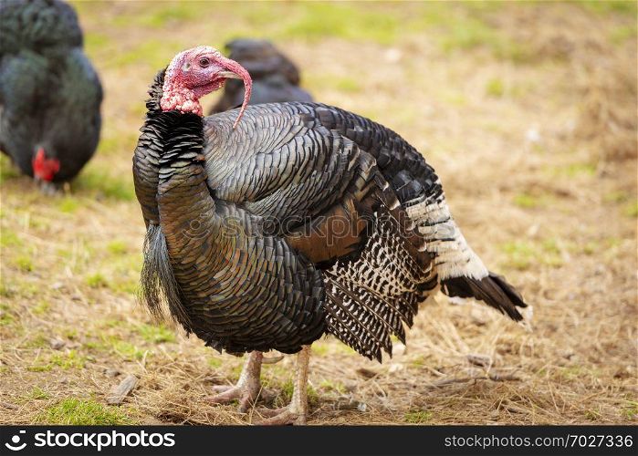 Healthy live turkey bird in among other fowl on a farm