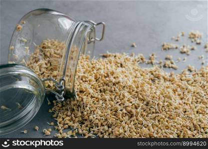 Healthy nutrition and dieting concept. Fresh buckwheat sprouts spilled on grey background from glass jar. Vegetarian dish full of vitamins