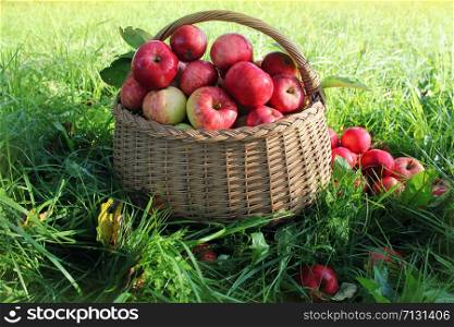 Healthy organic apples in the basket in garden. Healthy organic apples in the basket