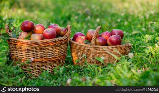 Healthy Organic Ripe Apples in the Basket. On the green grass in the garden.. Healthy Organic Ripe Apples in the Basket.