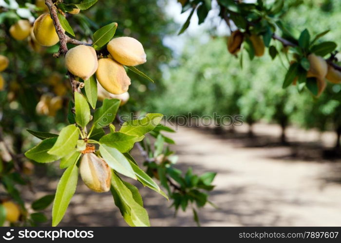 Healthy raw nuts still growing in the farmer&rsquo;s orchard