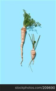 Healthy raw parsley root with green leaves on a blue background with copy space. Spicy ingredient for sauce. Flat lay. Parsley root with fresh green leaves on a blue background with copy space. Healthy vitamin vegetables. Flat lay