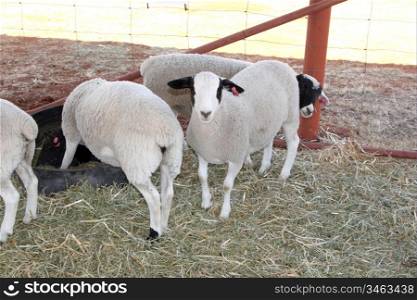 Healthy white and black Dorper sheep in kennel.
