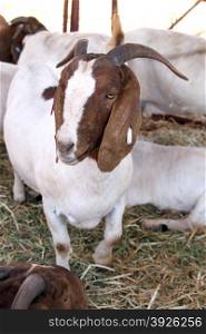 Healthy white and brown Boerbok, Africander, Afrikaner, South African common goat