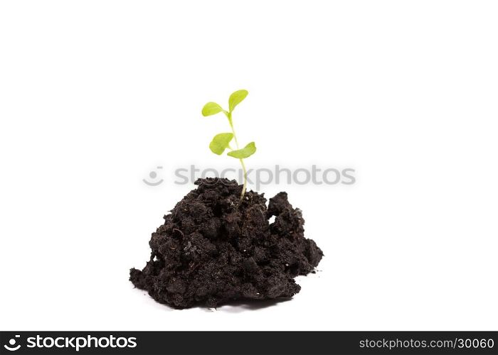 Heap dirt with a green plant sprout isolated on white background