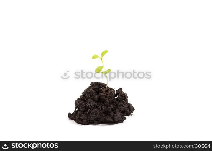 Heap dirt with a green plant sprout isolated on white background