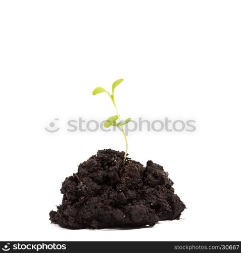 Heap dirt with a green plant sprout isolated on white background
