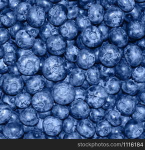 Heap of blueberry close up background. Summer berries. Fresh blueberry long poster panoramic background. Trendy banner toned in classic blue - color of the 2020 year. Heap of blueberry close up background. Summer berries. Fresh blueberry long poster panoramic background.