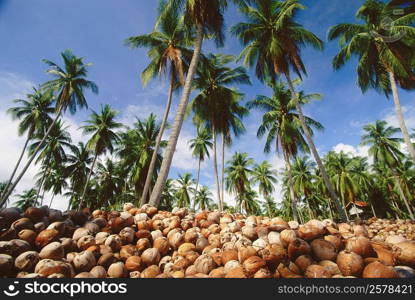 Heap of coconuts near coconut palm trees, Ko Samui, Thailand