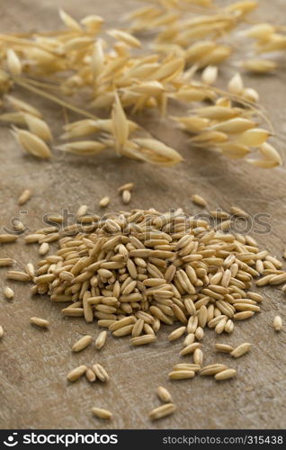 Heap of dried organic oat seeds close up and ears in the background
