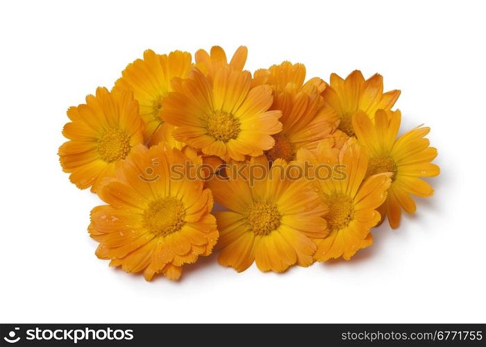 Heap of fresh orange pot marigold flowers on white background