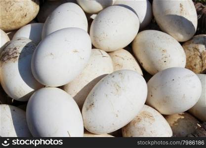 heap of goose eggs. very big heap of white goose eggs