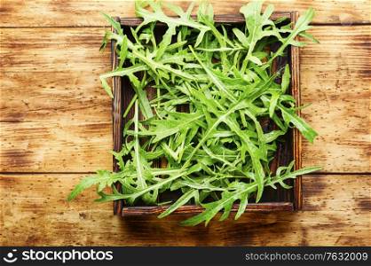 Heap of green fresh rucola or arugula leaf in wooden box.Fresh arugula salad. Fresh arugula or rucola leaves