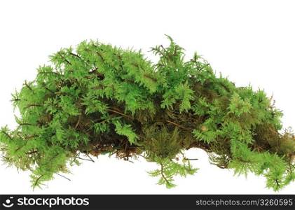 Heap of green moss. Closeup. Isolated on white background. Studio photography.