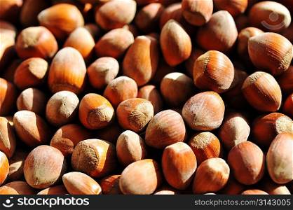 heap of hazelnuts as background