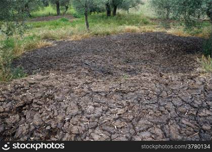 Heap of manure and olive in the organic farm