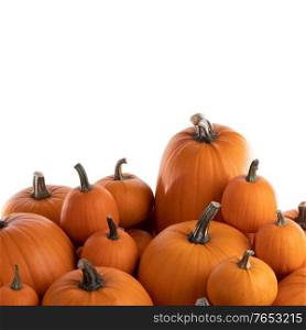 Heap of many orange pumpkins of the same kind isolated on white background , Halloween concept. Many orange pumpkins isolated