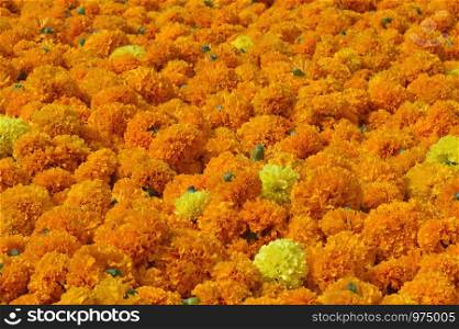 Heap of Marigold Flowers, Pune