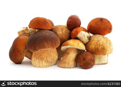 Heap of mushrooms isolated on white background. Mushrooms