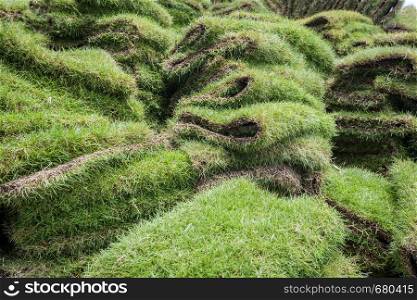 heap of natural grass turfs for garden installing