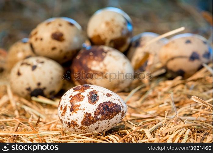 heap of quail eggs in the nest closeup