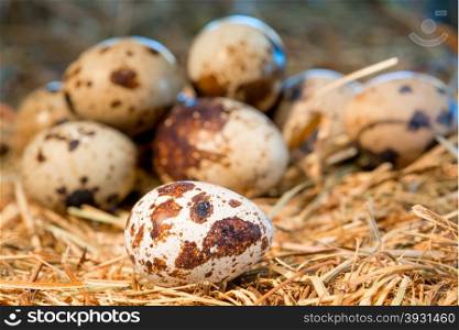 heap of quail eggs in the nest closeup