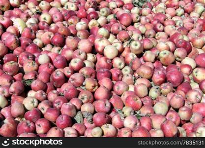 Heap of red apples on the ground in orchard