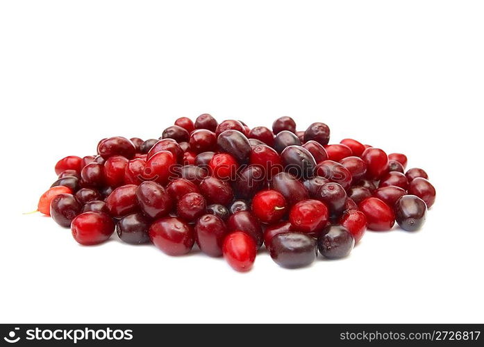 Heap of red cornel dogwood isolated on white background