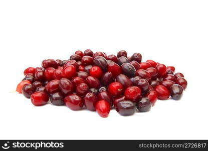 Heap of red cornel dogwood isolated on white background