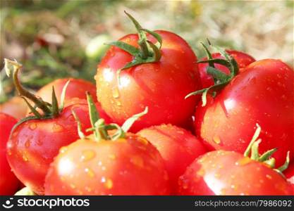 heap of red tomatoes . heap of beautiful red and ripe tomatoes