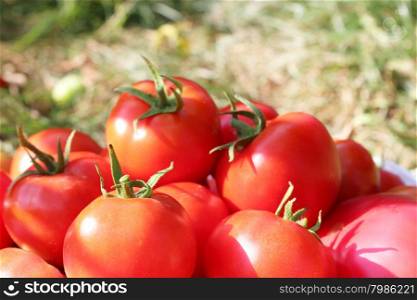 heap of red tomatoes . heap of beautiful red and ripe tomatoes