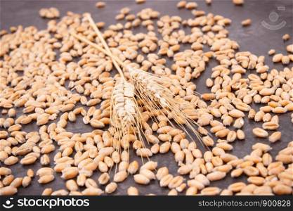 Heap of rye or wheat grains and ears of cereal, concept of agriculture. Heap of rye or wheat grains and ears of cereal, agriculture concept