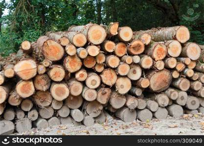Heap of wood log in a forest