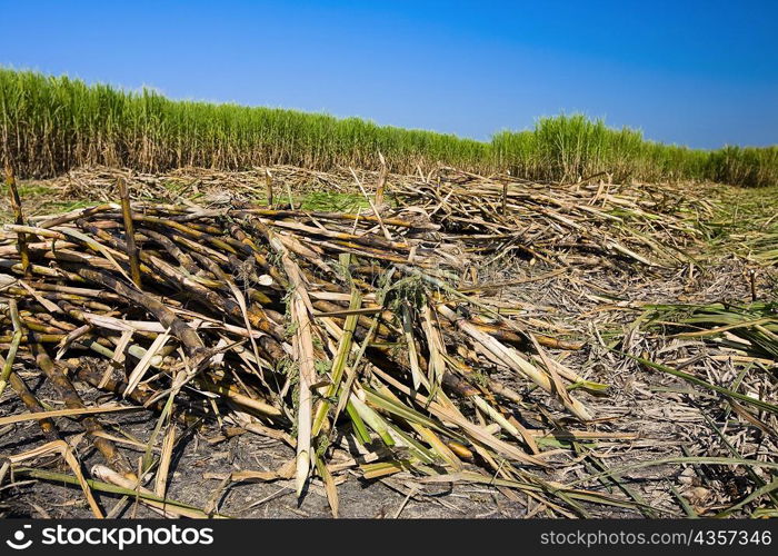 Heaps of sugar cane in a field, Tamasopo, San Luis Potosi, Mexico