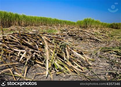 Heaps of sugar cane in a field, Tamasopo, San Luis Potosi, Mexico