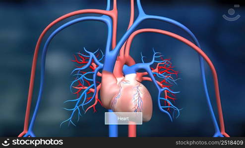 Heart and circulatory system are our bodys lifeline, delivering blood to the bodys .The heart then sends the blood to the lungs to pick up more oxygen.3D illustration. This features the heart and circulatory system and how they work.