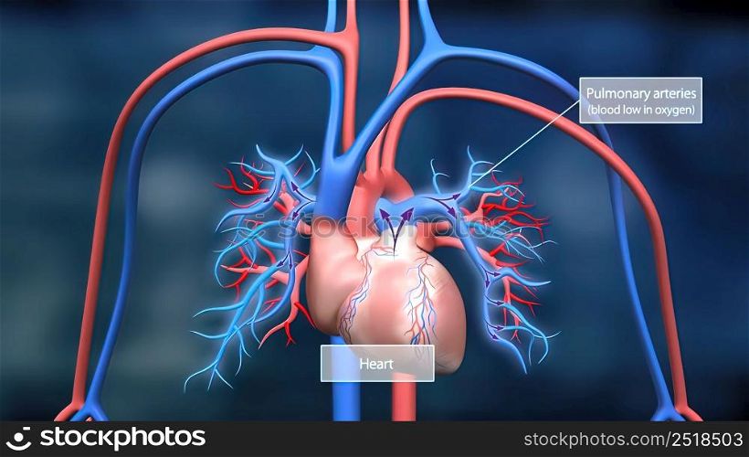 Heart and circulatory system are our bodys lifeline, delivering blood to the bodys .The heart then sends the blood to the lungs to pick up more oxygen.3D illustration. This features the heart and circulatory system and how they work.