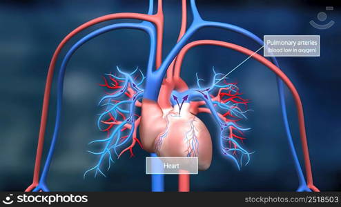 Heart and circulatory system are our bodys lifeline, delivering blood to the bodys .The heart then sends the blood to the lungs to pick up more oxygen.3D illustration. This features the heart and circulatory system and how they work.