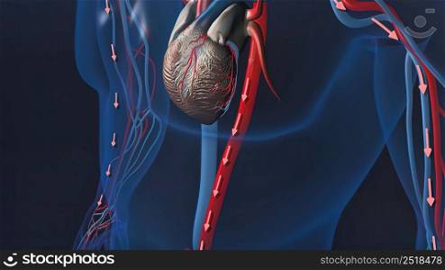 Heart and veins work 3D illustration. Heart and veins work