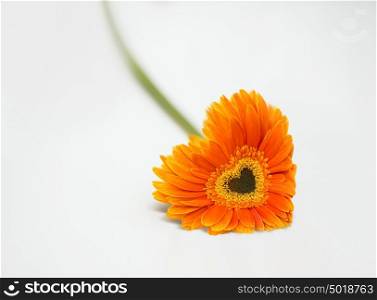 Heart from orange daisy-gerbera on white table
