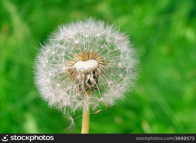 Heart in the white dandelion