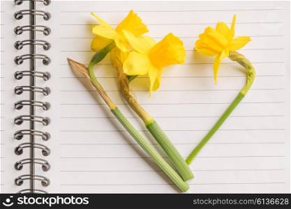 Heart of yellow daffodils on linear paper