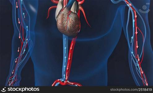 heart organs heart and veins 3D illustration. heart organs heart and veins