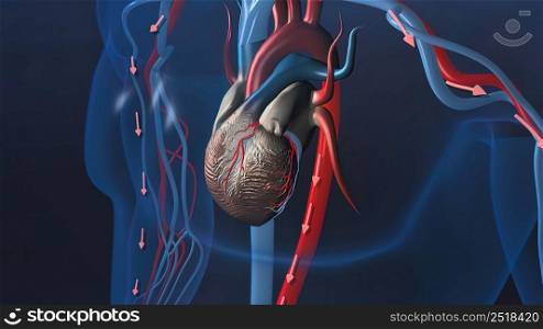 heart organs heart and veins 3D illustration. heart organs heart and veins