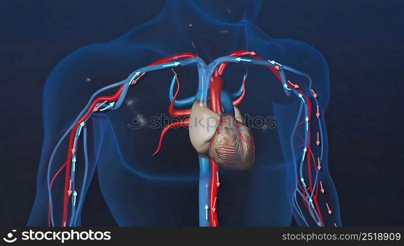 heart organs heart and veins 3D illustration. heart organs heart and veins