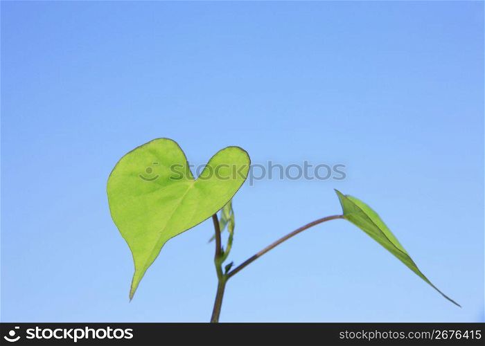 Heart-shaped leaf
