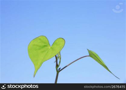 Heart-shaped leaf