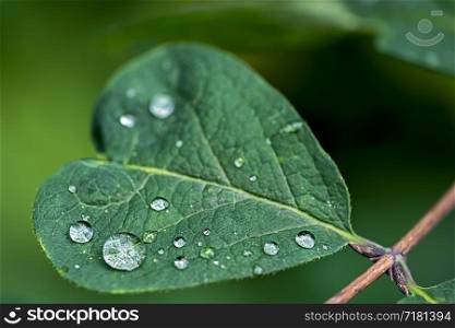 heart shaped leaf with rain drops